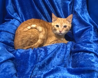 Enlarge Wheeler, a Adoptable mixed breed in Gainesville, FL image 2/3