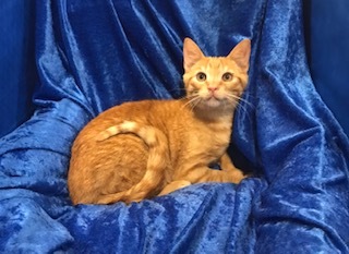 Enlarge Wheeler, a Adoptable mixed breed in Gainesville, FL image 3/3