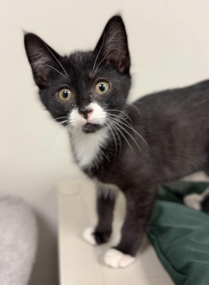 Enlarge Humpty, a Adoptable mixed breed in Bemidji, MN image 1/2