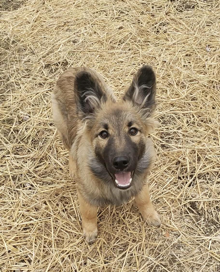 River, ADOPTABLE, Puppy Female German Shepherd Dog.