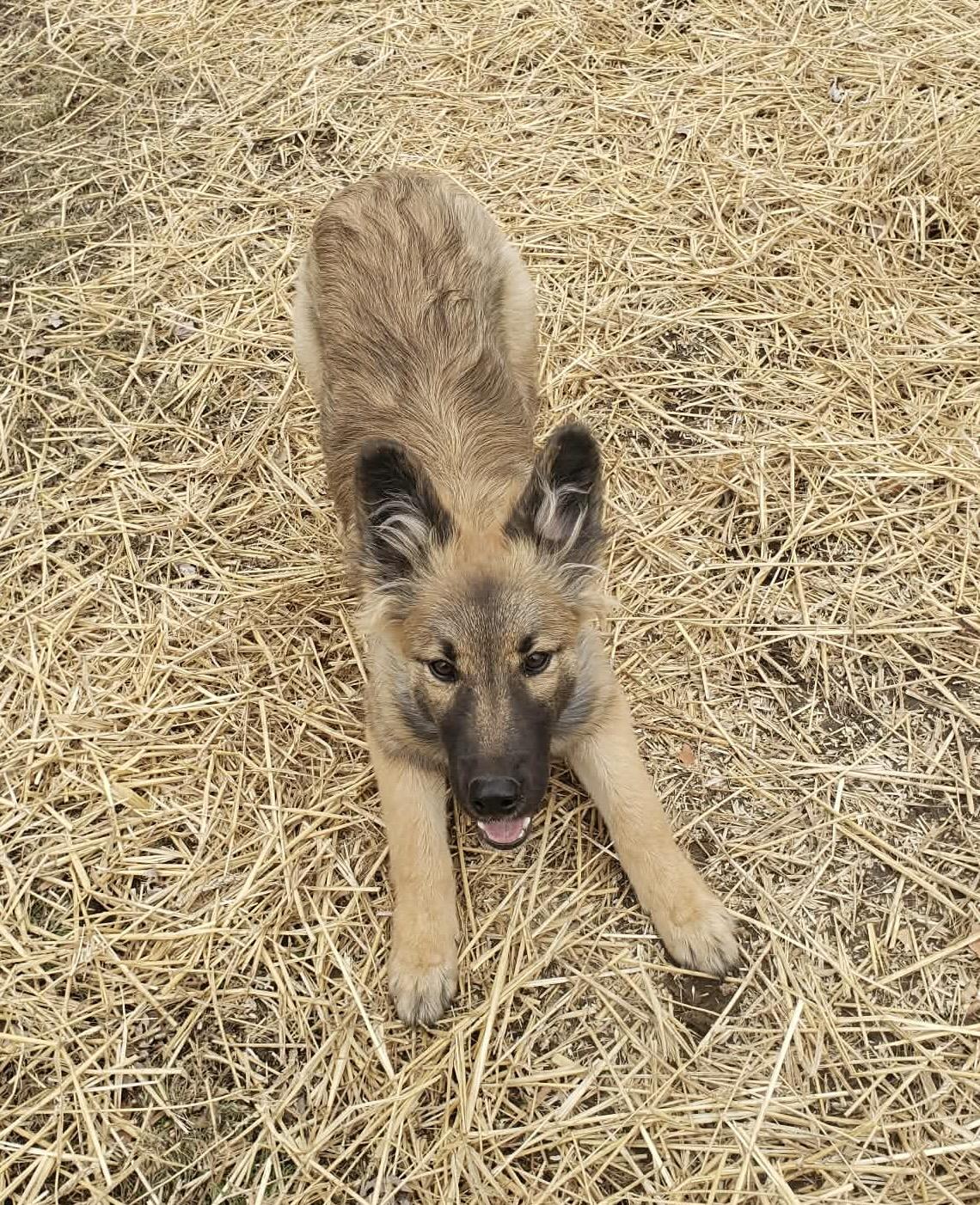 Enlarge River, a ADOPTABLE mixed breed in Jefferson City, MO image 2/4