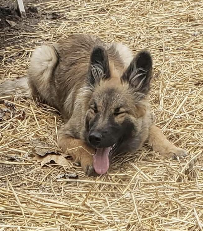 Enlarge River, a ADOPTABLE mixed breed in Jefferson City, MO image 3/4