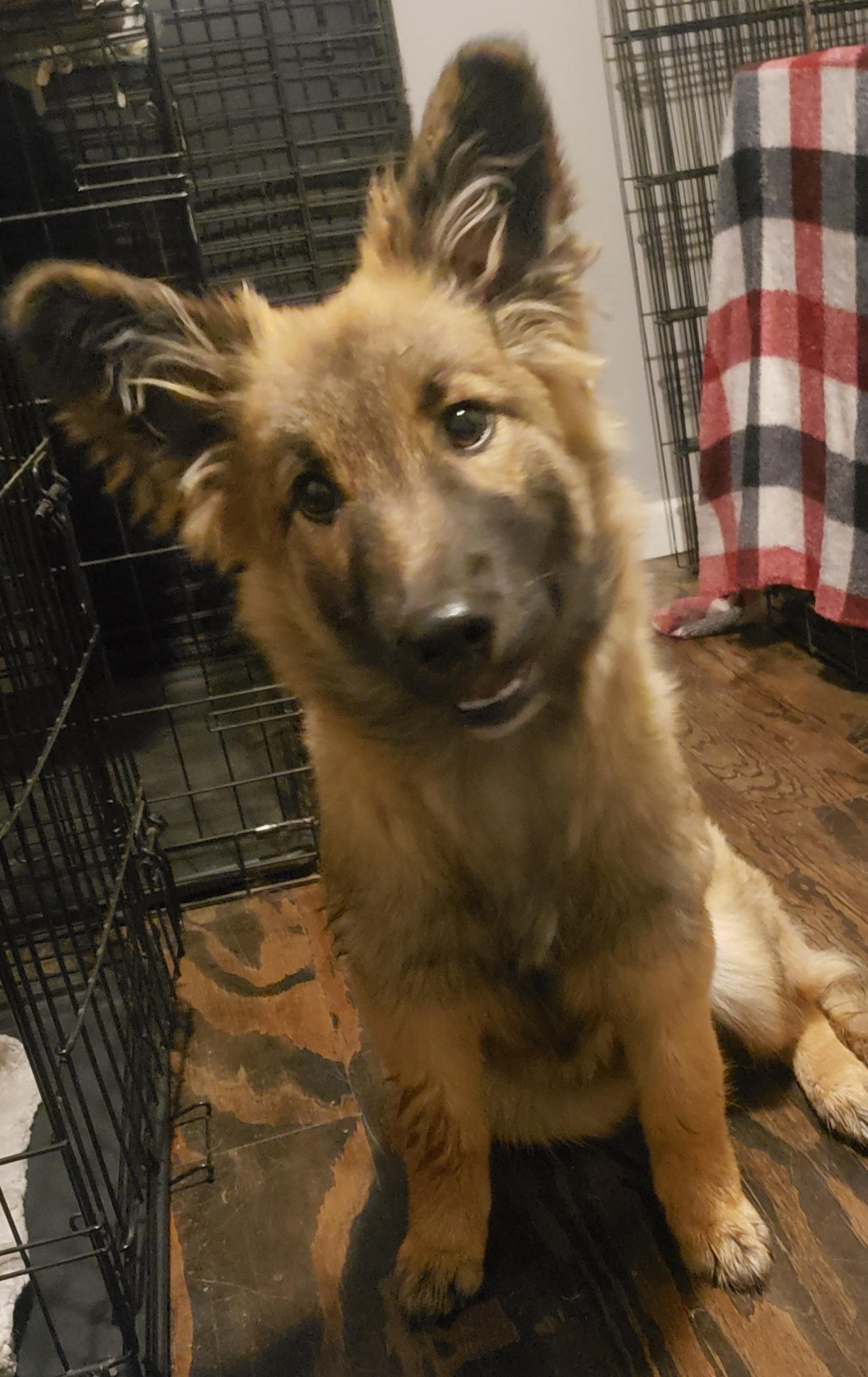 Enlarge River, a ADOPTABLE mixed breed in Jefferson City, MO image 4/4