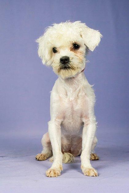 Mary Puppins AKA Dogpool, Adoptable, Young Female Mixed Breed & Mixed Breed.