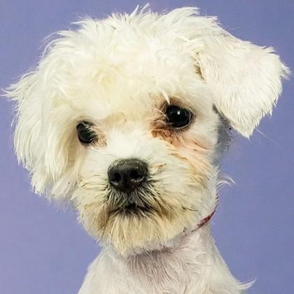 Enlarge Mary Puppins AKA Dogpool, a Adoptable mixed breed in Pleasanton, CA image 2/3