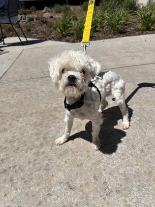 Enlarge Mary Puppins AKA Dogpool, a Adoptable mixed breed in Pleasanton, CA image 3/3