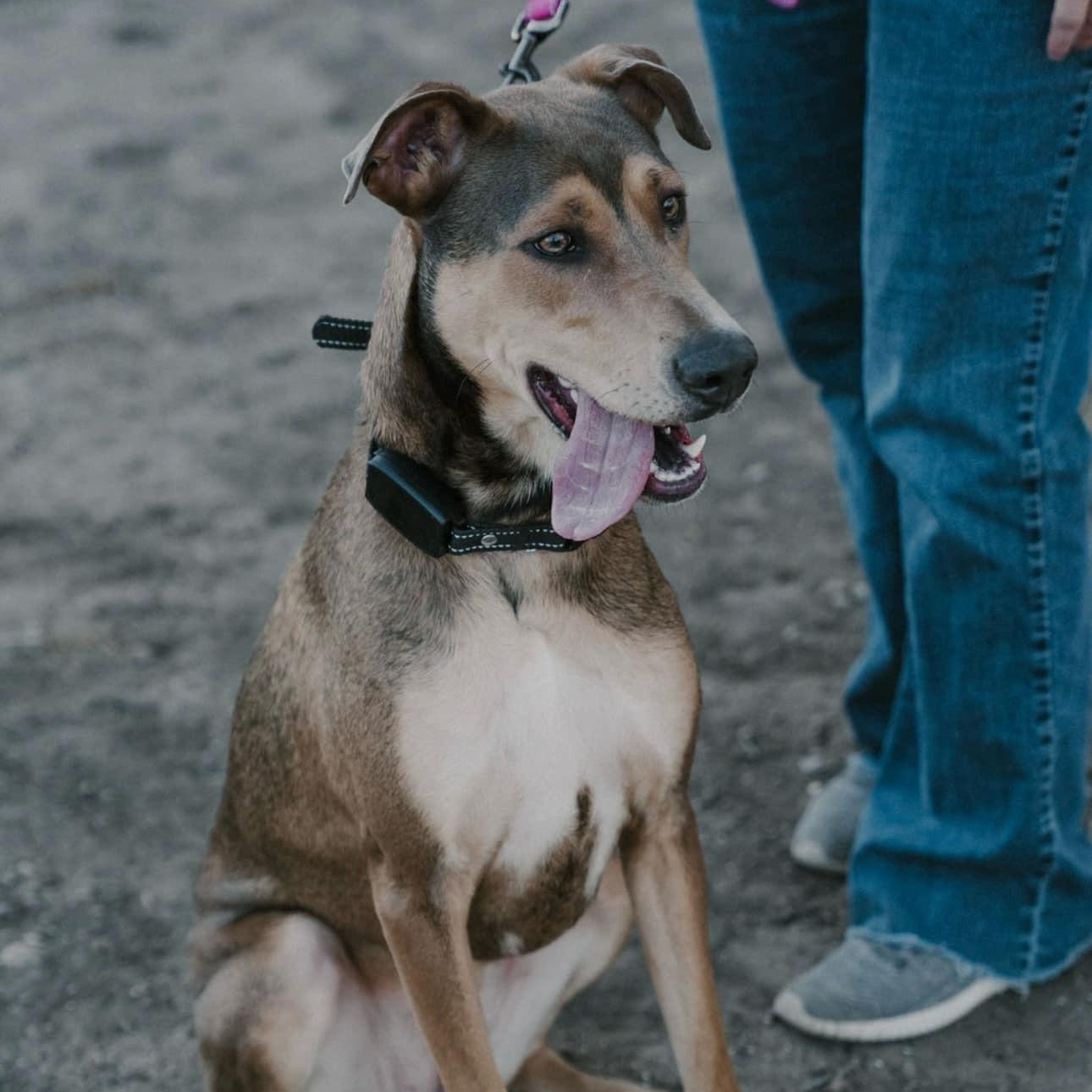 Luna Love, a Adoptable mixed breed in Williston, VT image 6/6