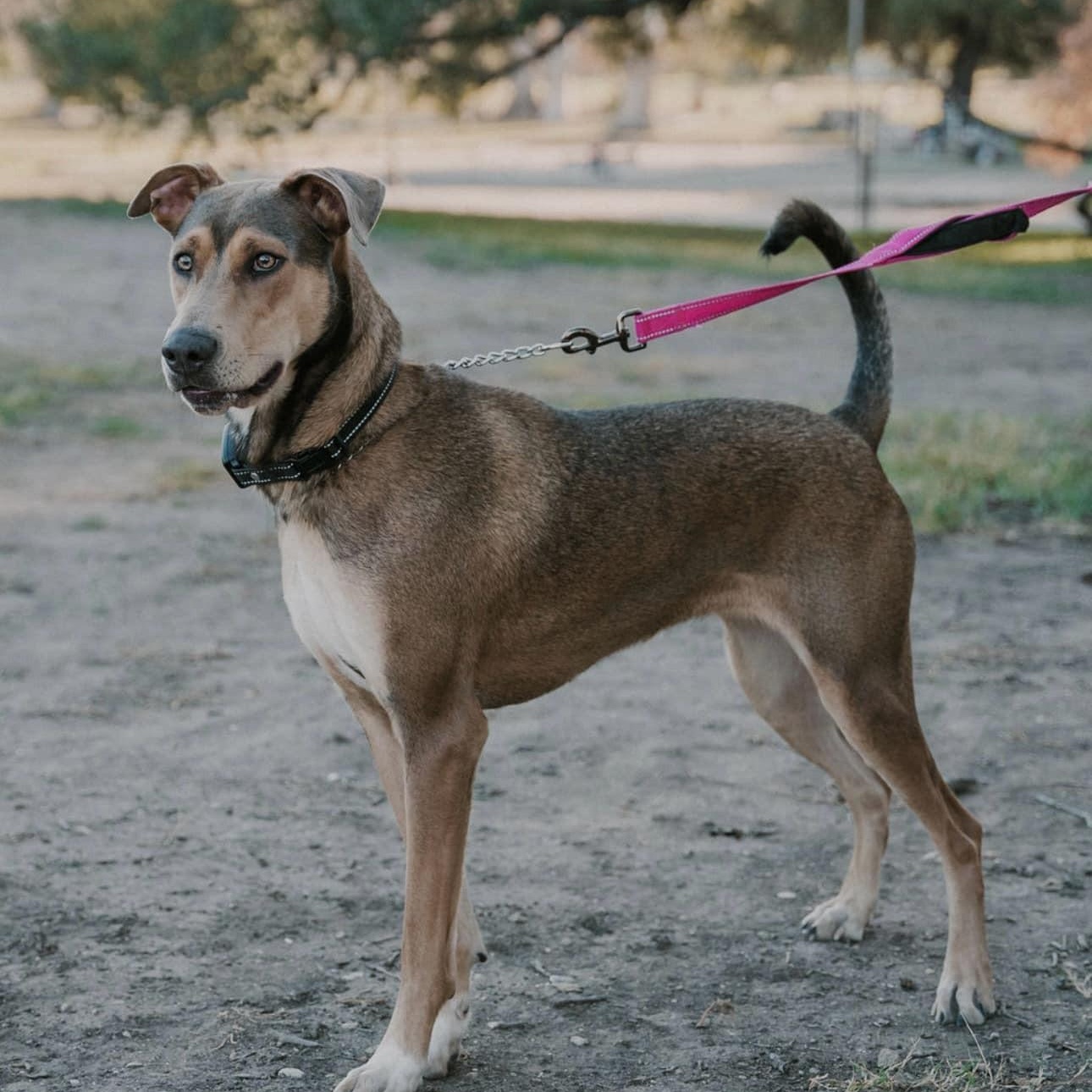 Luna Love, a Adoptable mixed breed in Williston, VT image 5/6