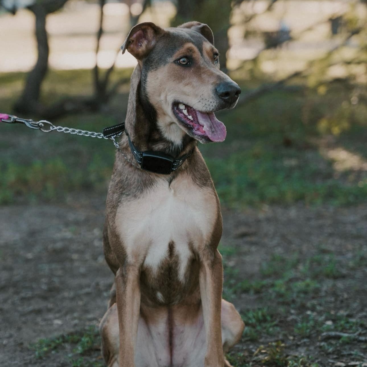 Luna Love, a Adoptable mixed breed in Williston, VT image 3/6