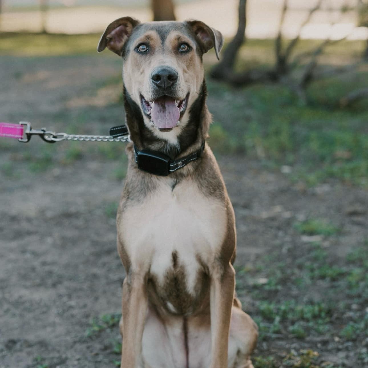 Luna Love, a Adoptable mixed breed in Williston, VT image 4/6