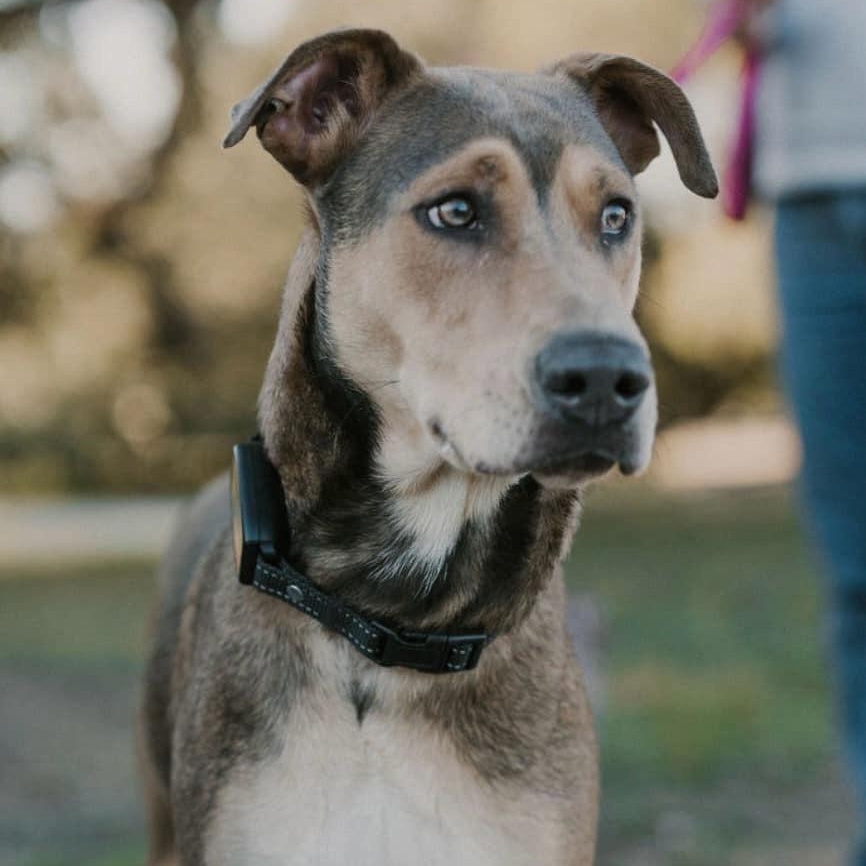 Luna Love, a Adoptable mixed breed in Williston, VT image 2/6