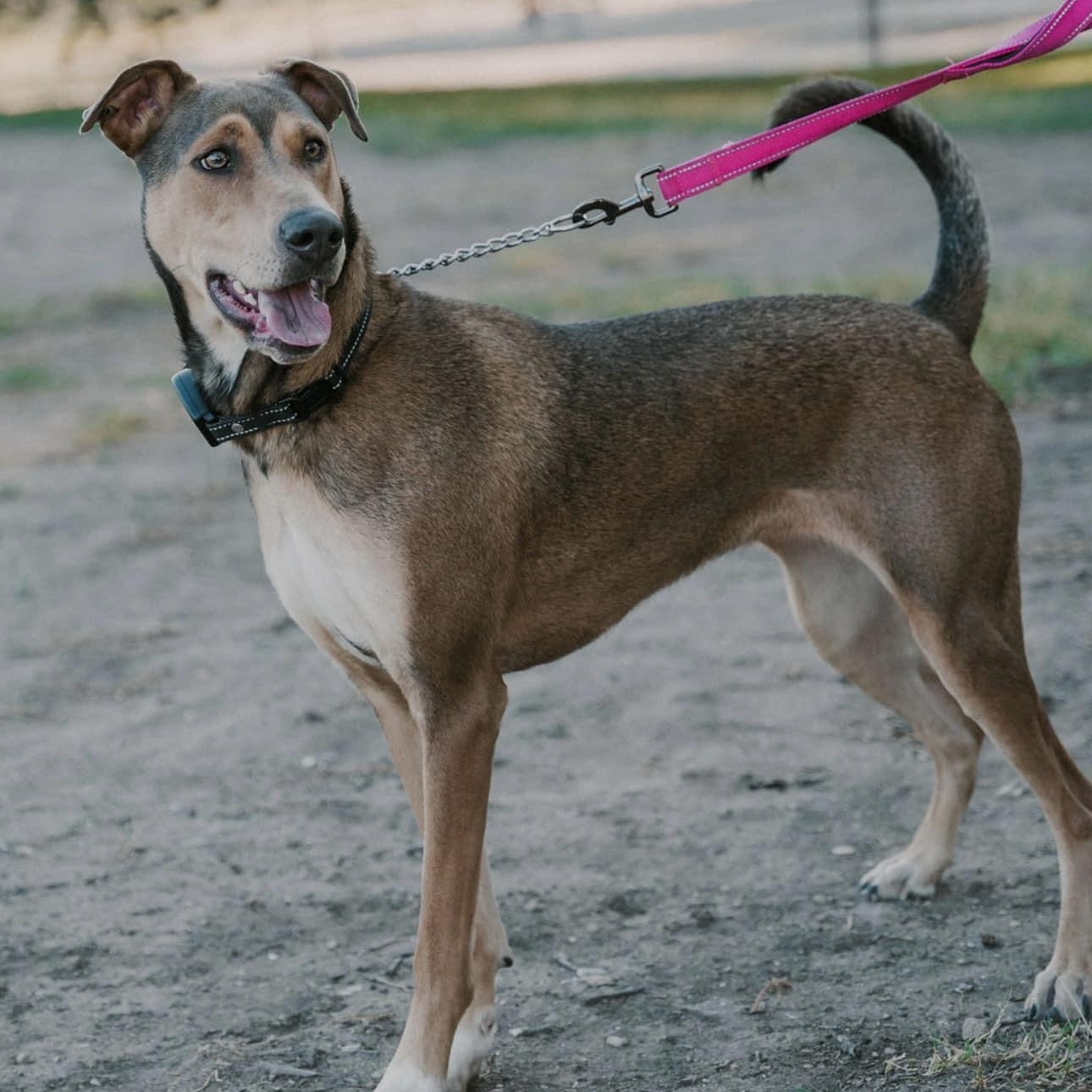 Luna Love, Adoptable, Young Female Shepherd.