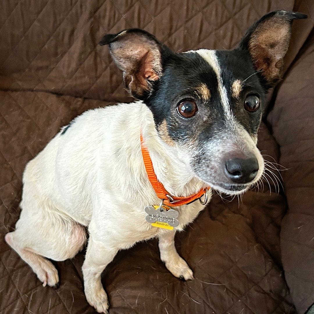 Brie (TN), Adopted, Adult Female Rat Terrier.