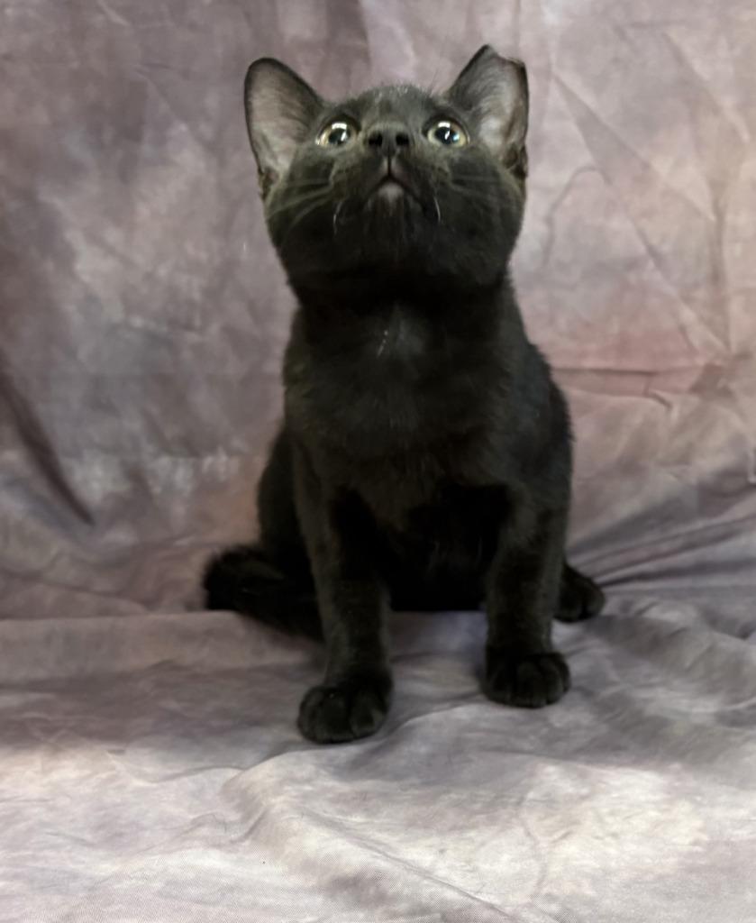 Enlarge Archer, a Adoptable mixed breed in Springfield, GA image 1/1