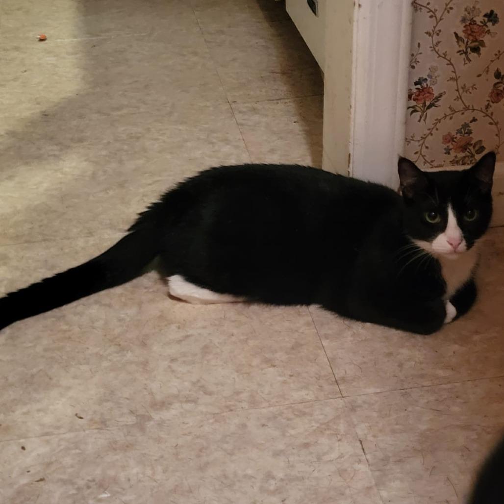 Dolly bonded to Loretta