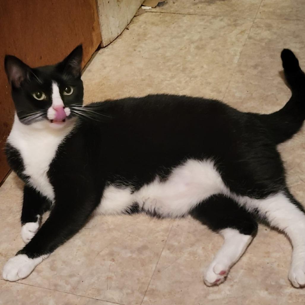 Dolly bonded to Loretta — thumbnail 2