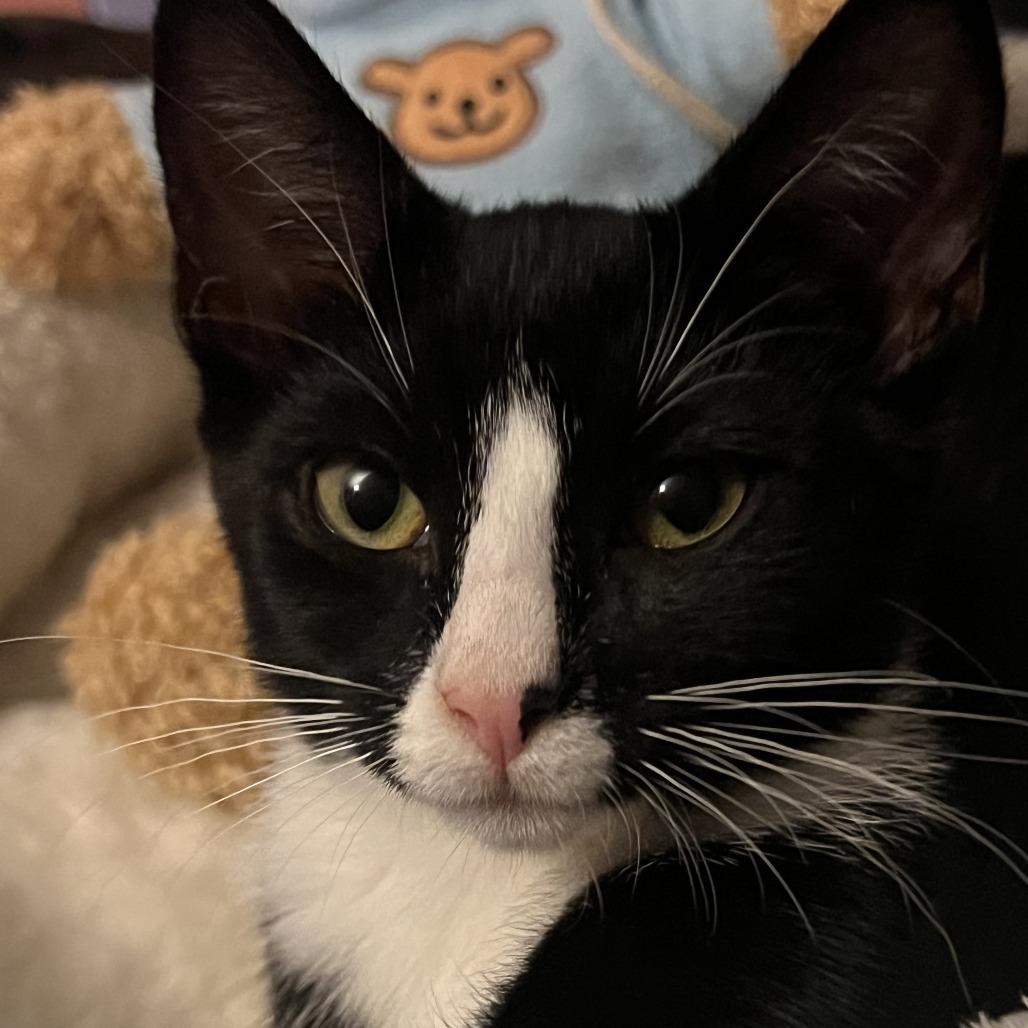 Dolly bonded to Loretta — thumbnail 3