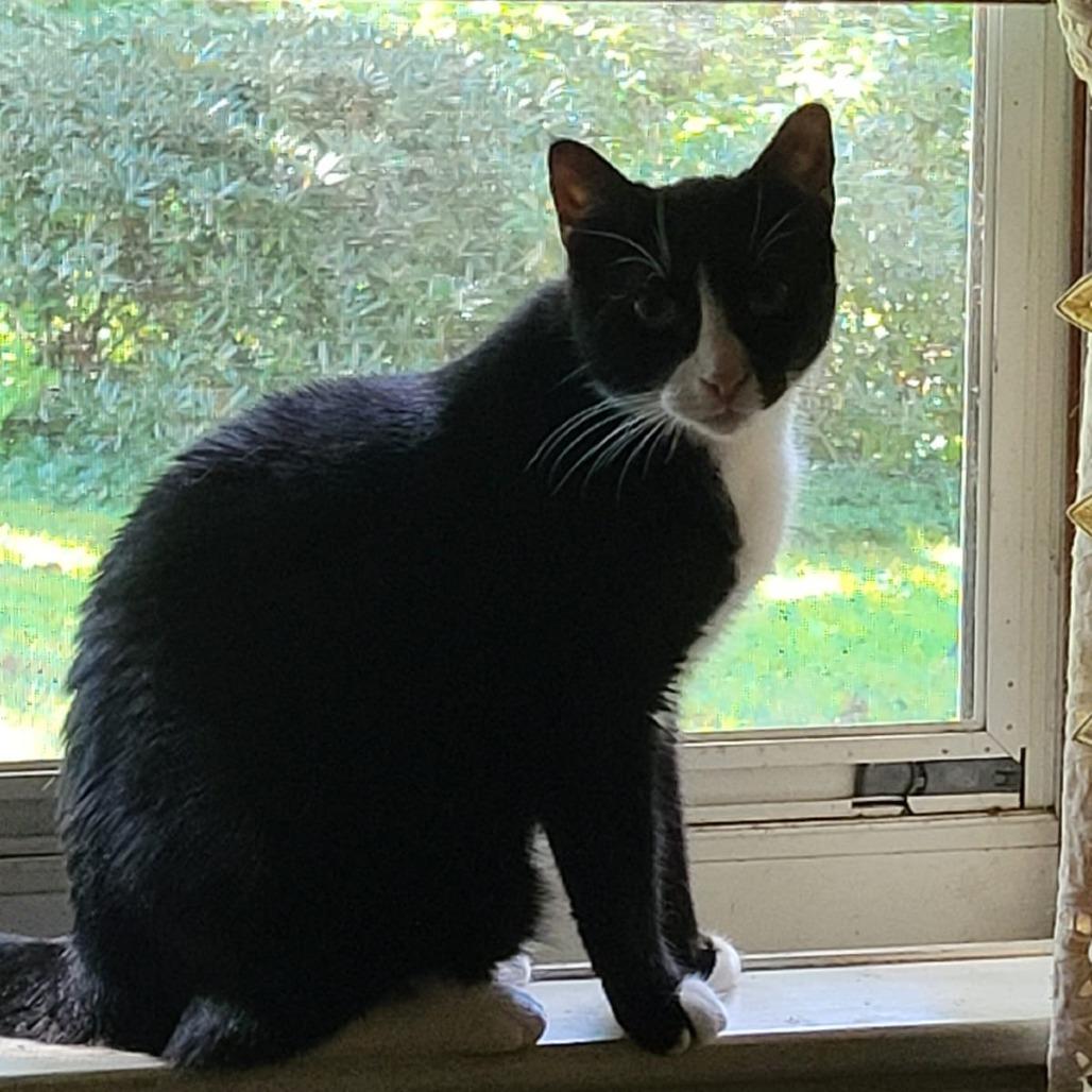 Dolly bonded to Loretta — thumbnail 5