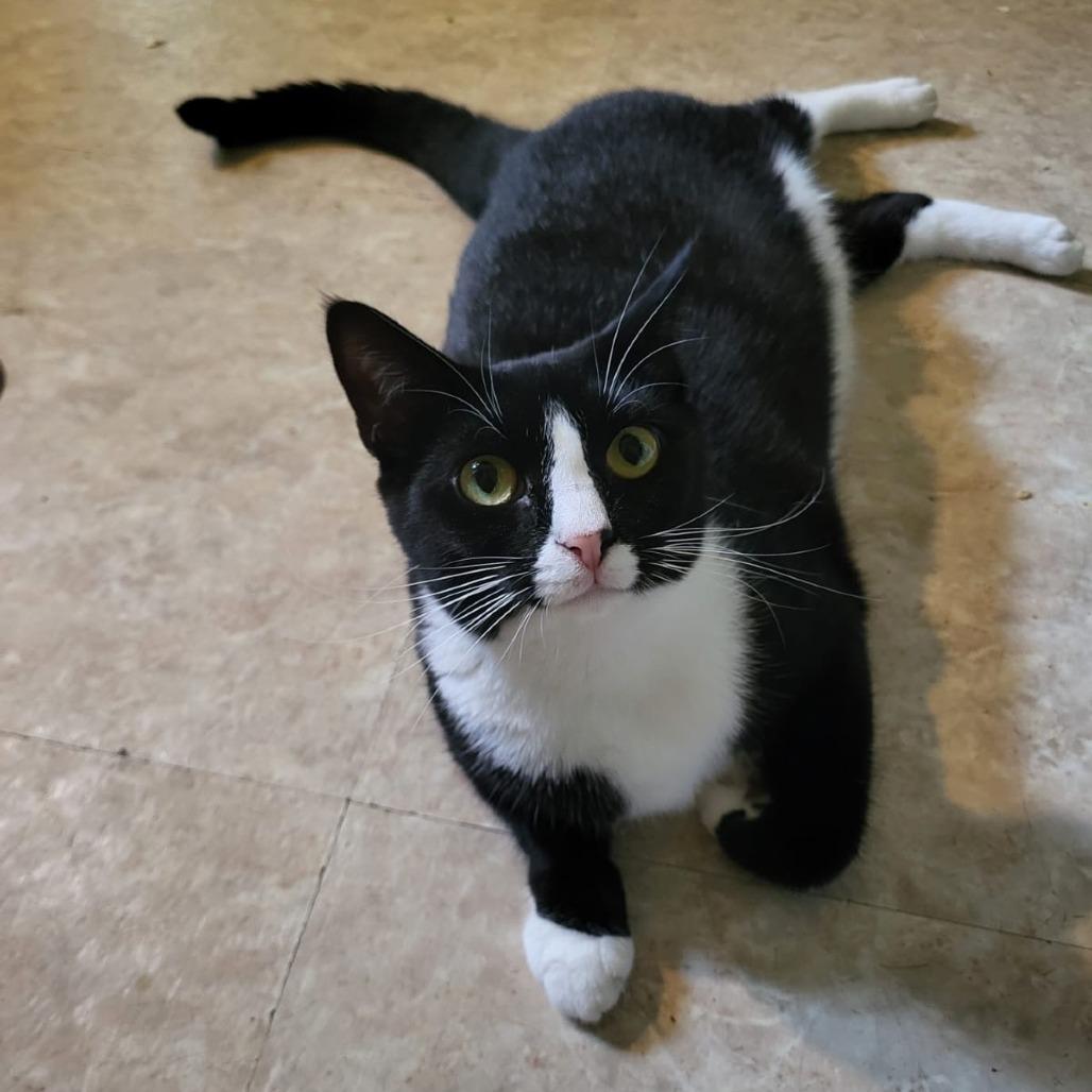 Dolly bonded to Loretta — thumbnail 6