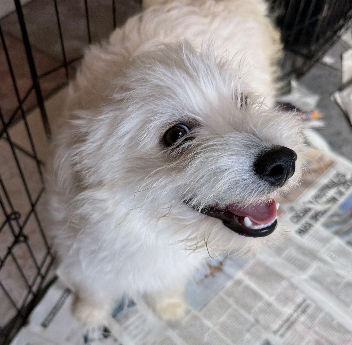 Enlarge Olaf and Elsa, a Adopted mixed breed in El Paso, TX image 4/6