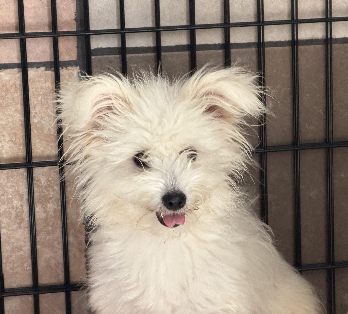 Enlarge Olaf and Elsa, a Adopted mixed breed in El Paso, TX image 5/6