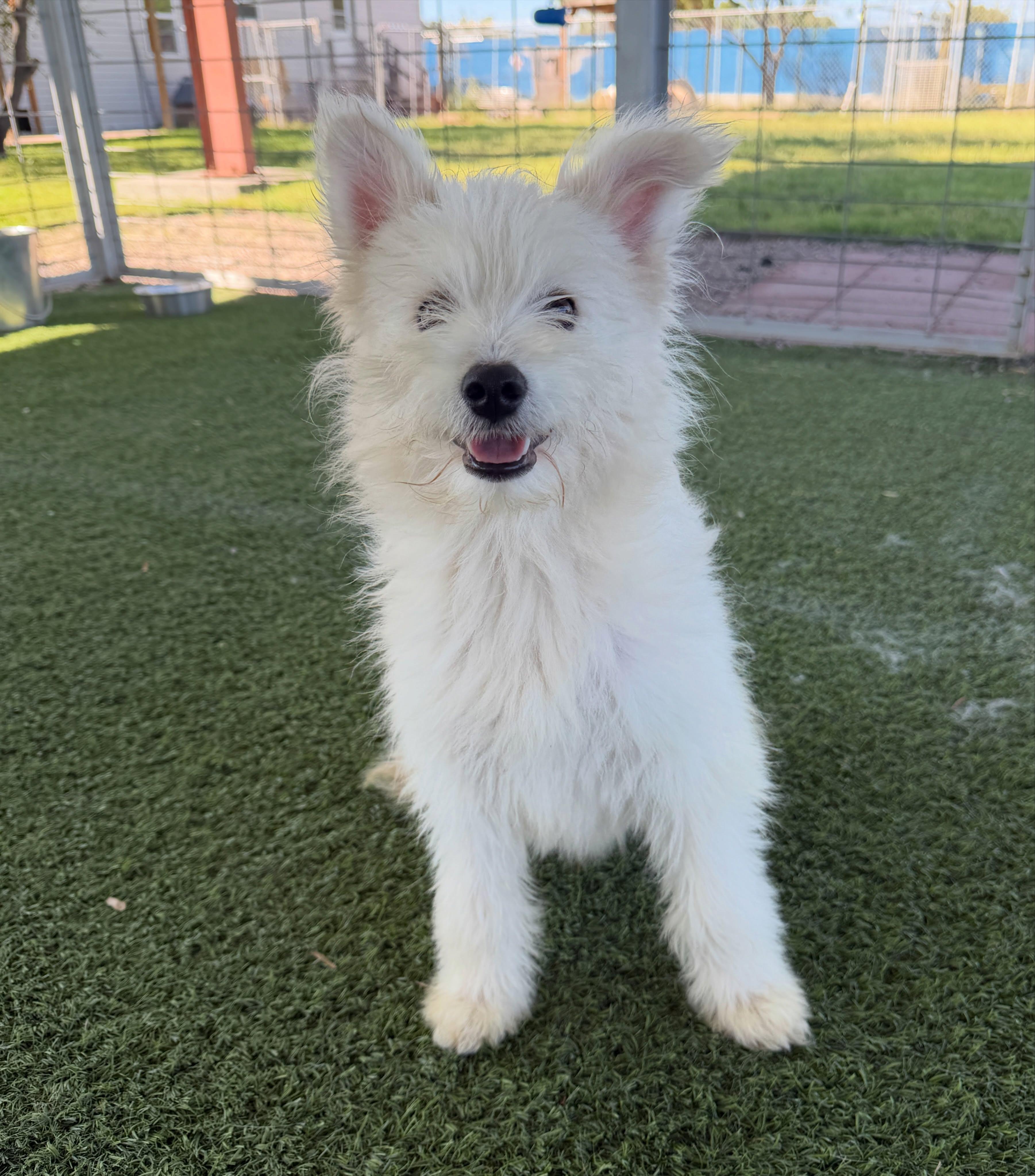 Enlarge Olaf and Elsa, a Adopted mixed breed in El Paso, TX image 3/6