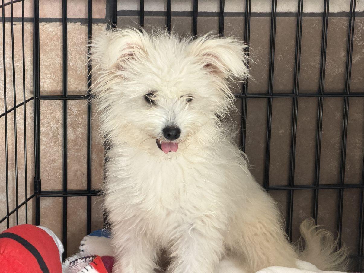 Enlarge Olaf and Elsa, a Adopted mixed breed in El Paso, TX image 6/6