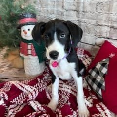 Enlarge Frosty, a ADOPTABLE mixed breed in Cedarburg, WI image 1/5