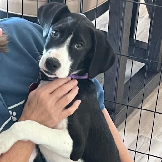 Enlarge Frosty, a ADOPTABLE mixed breed in Cedarburg, WI image 2/5