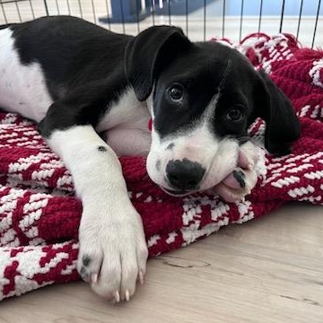 Enlarge Frosty, a ADOPTABLE mixed breed in Cedarburg, WI image 4/5