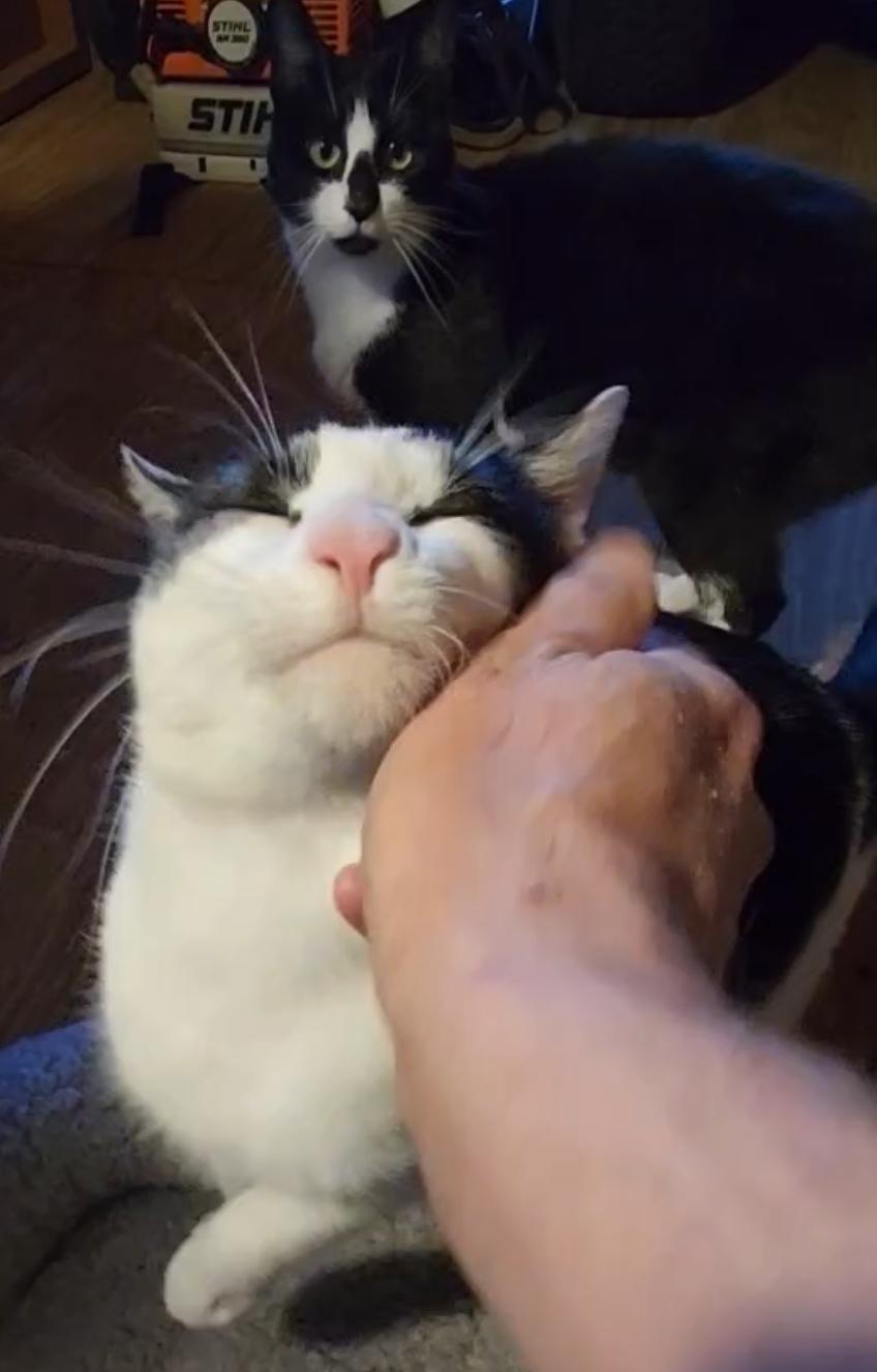 Scottie & Pippen, a Adoptable Domestic Short Hair in Andover, CT image 3/5