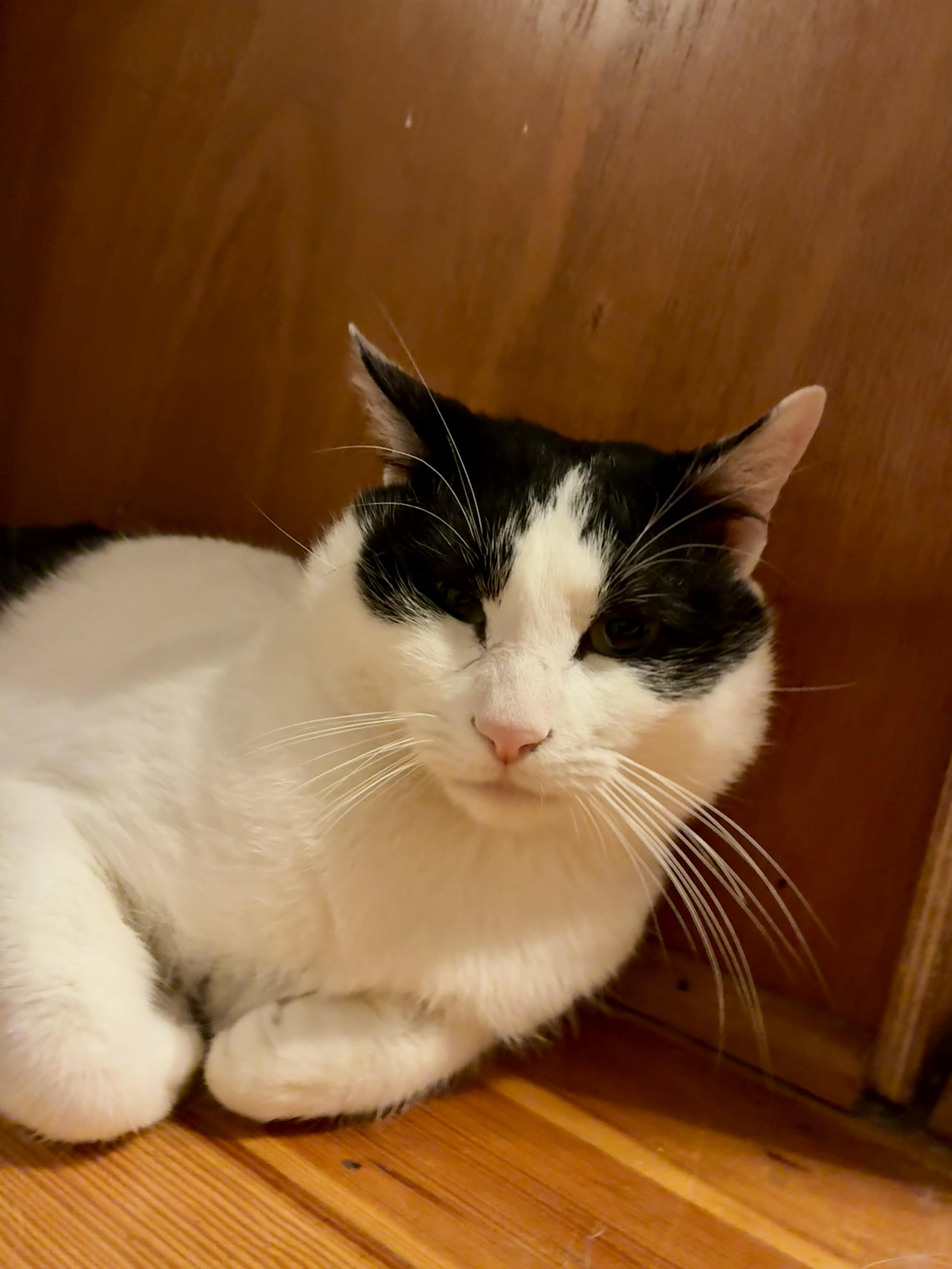 Scottie & Pippen, Adoptable, Young Male Domestic Short Hair.