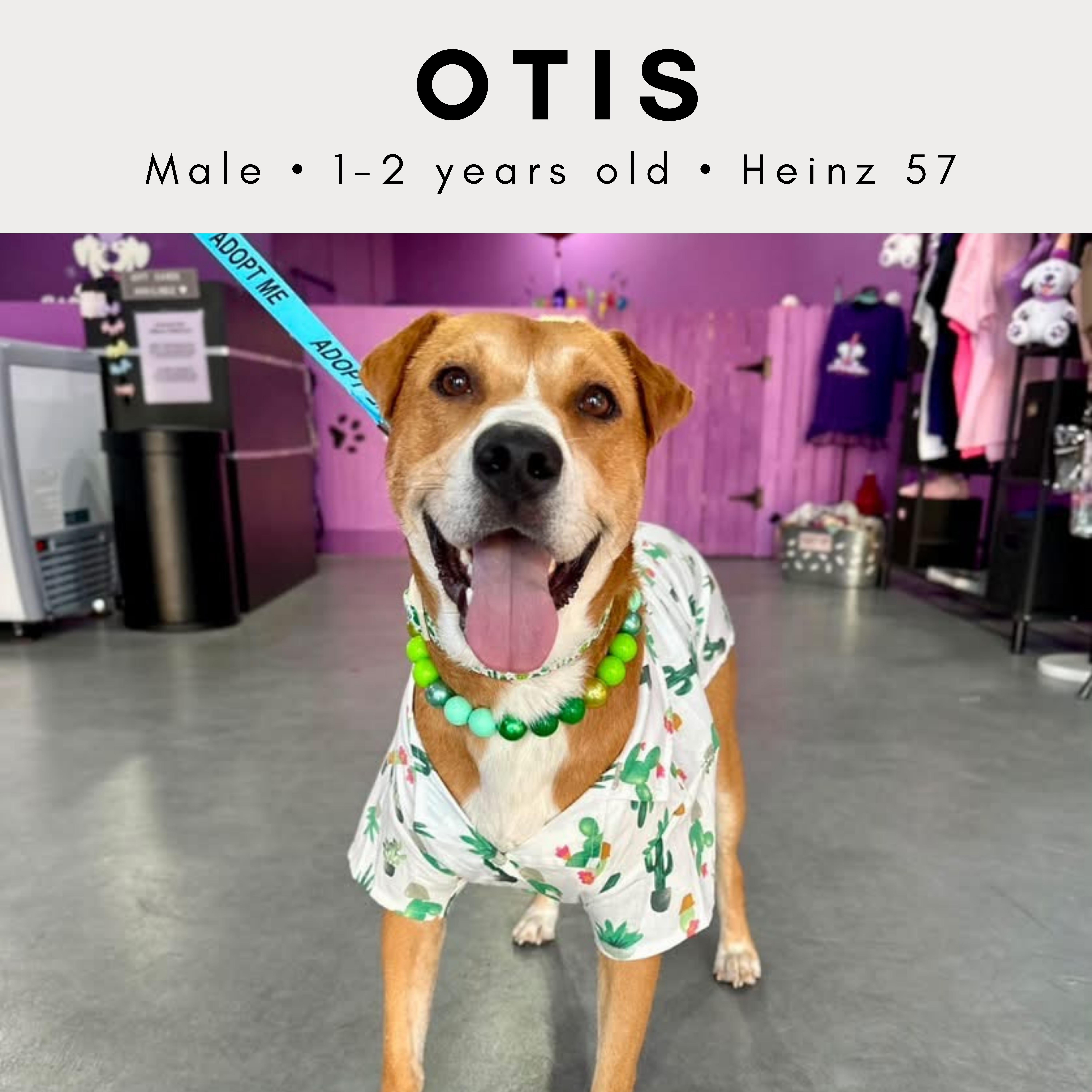 Otis, a ADOPTABLE mixed breed in Tucson, AZ image 1/3