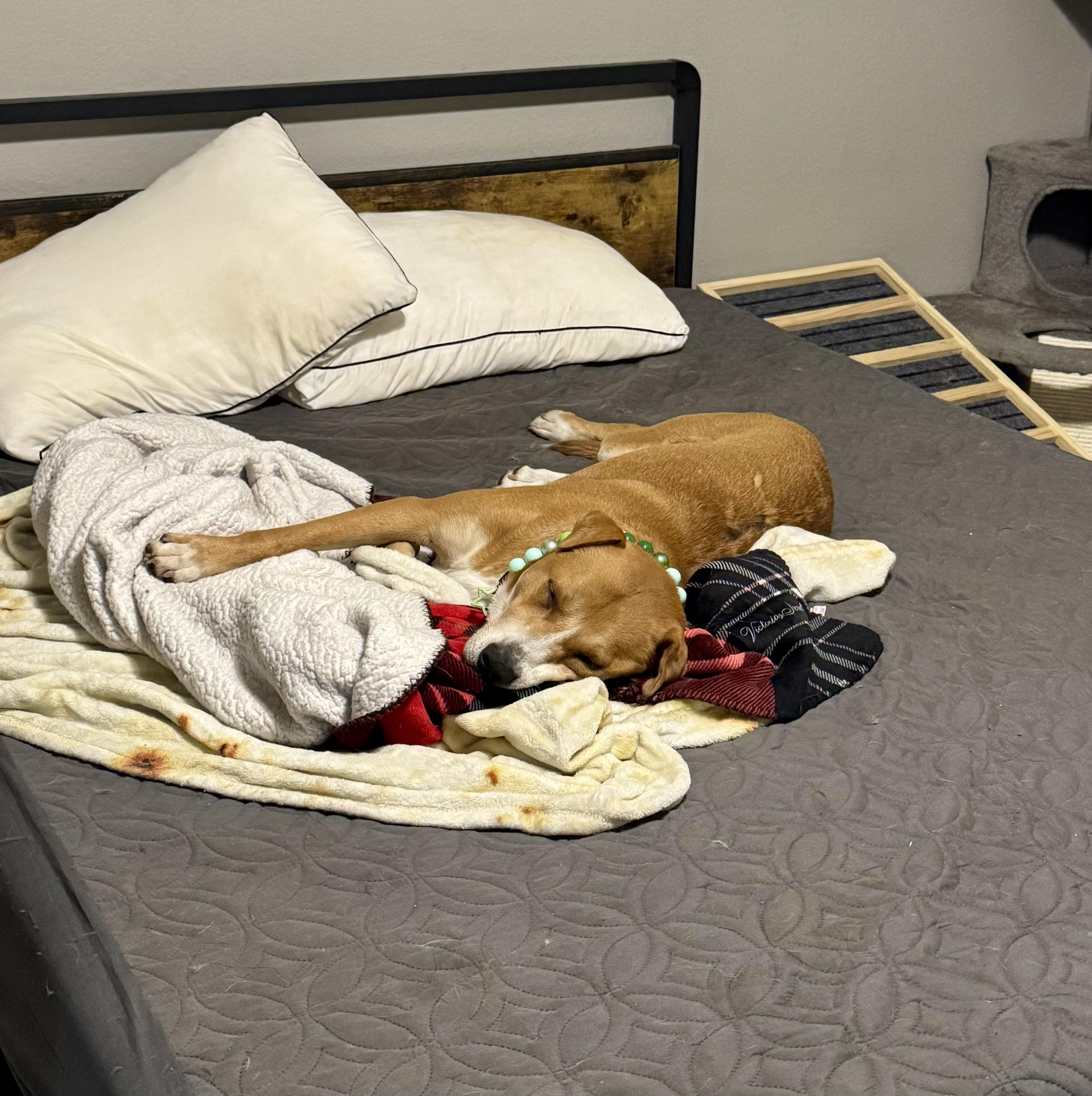 Otis, a ADOPTABLE mixed breed in Tucson, AZ image 3/3