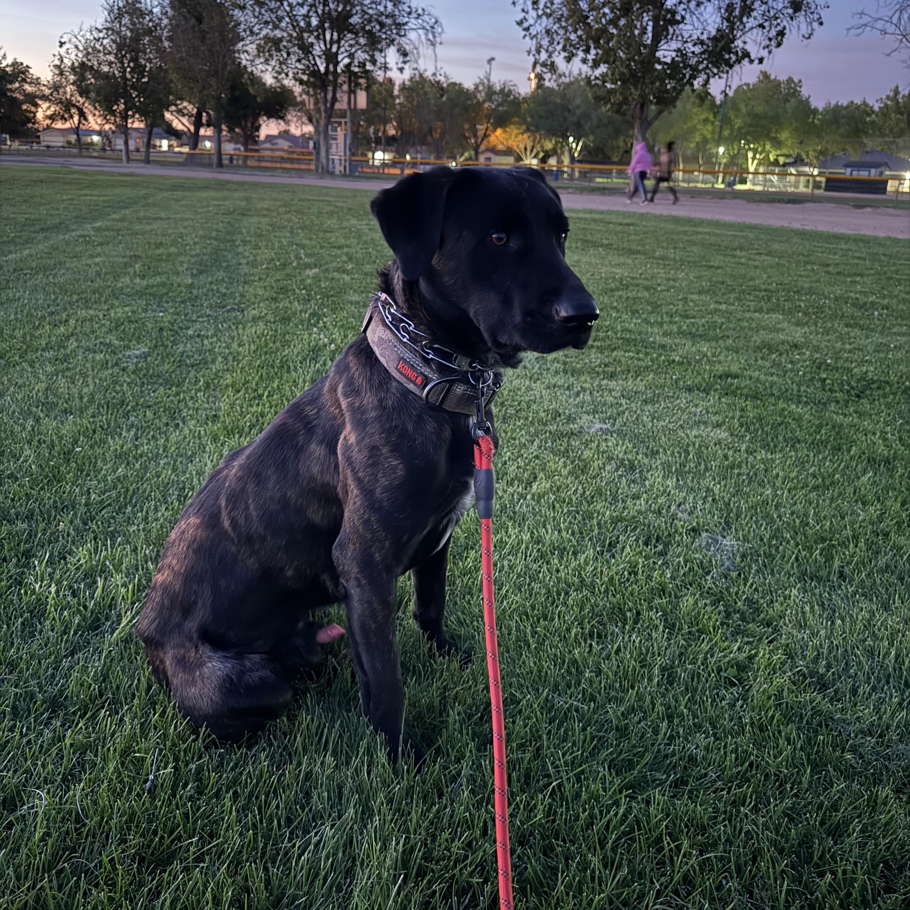 Ronnie, Adoptable, Young Male Labrador Retriever.
