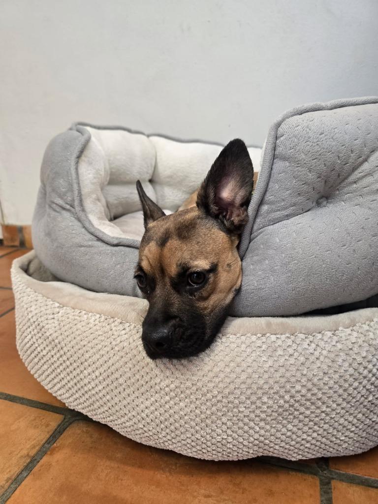 Charlotte, Adoptable, Young Female Pug & Terrier.