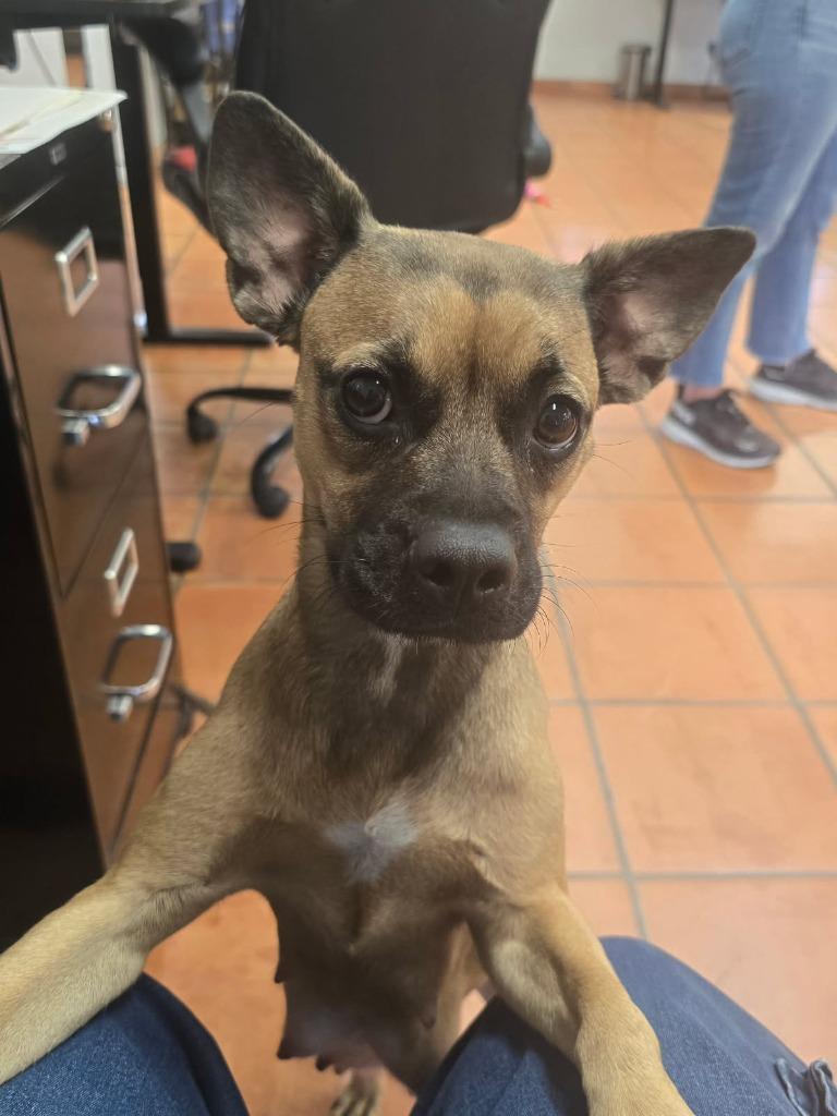 Enlarge Charlotte, a Adoptable mixed breed in Coachella, CA image 2/2