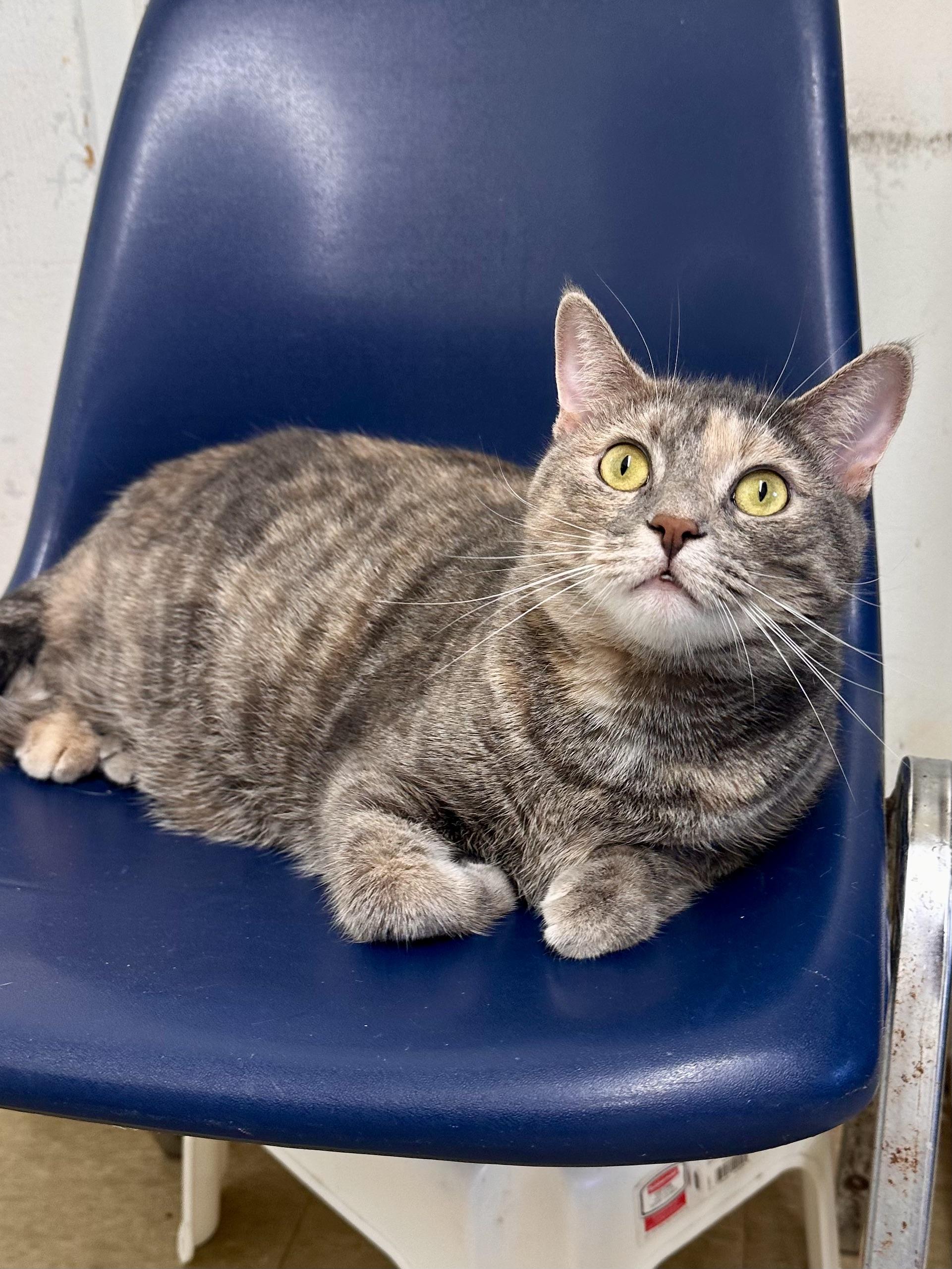 Sadie  Willow Grove thumbnail 4