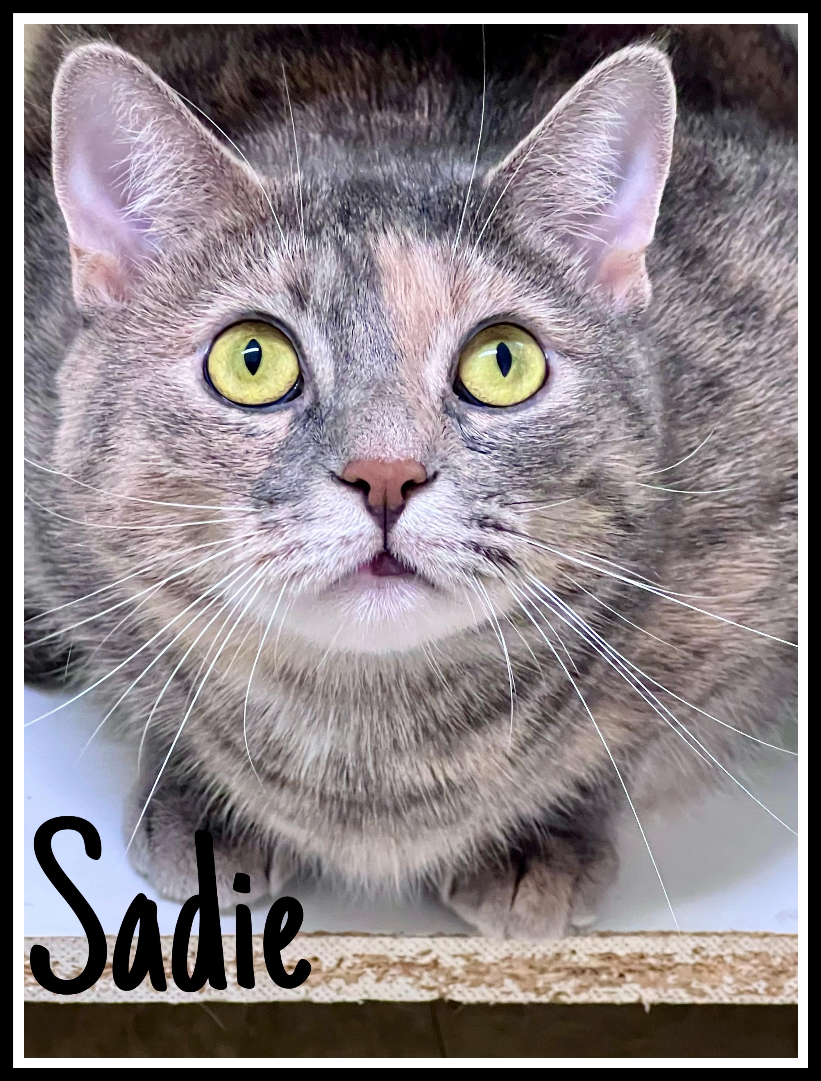 Sadie  Willow Grove
