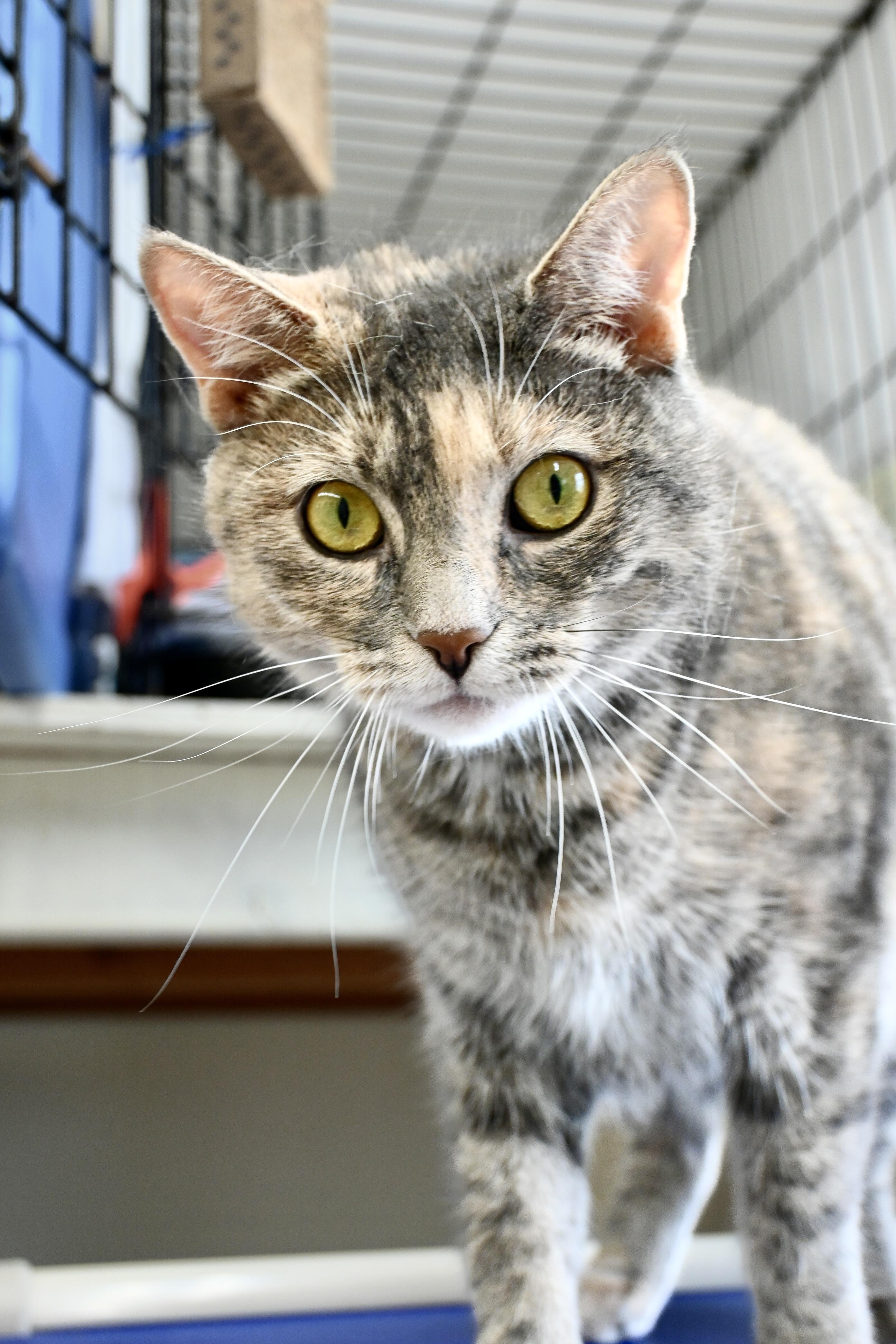 Sadie  Willow Grove thumbnail 5