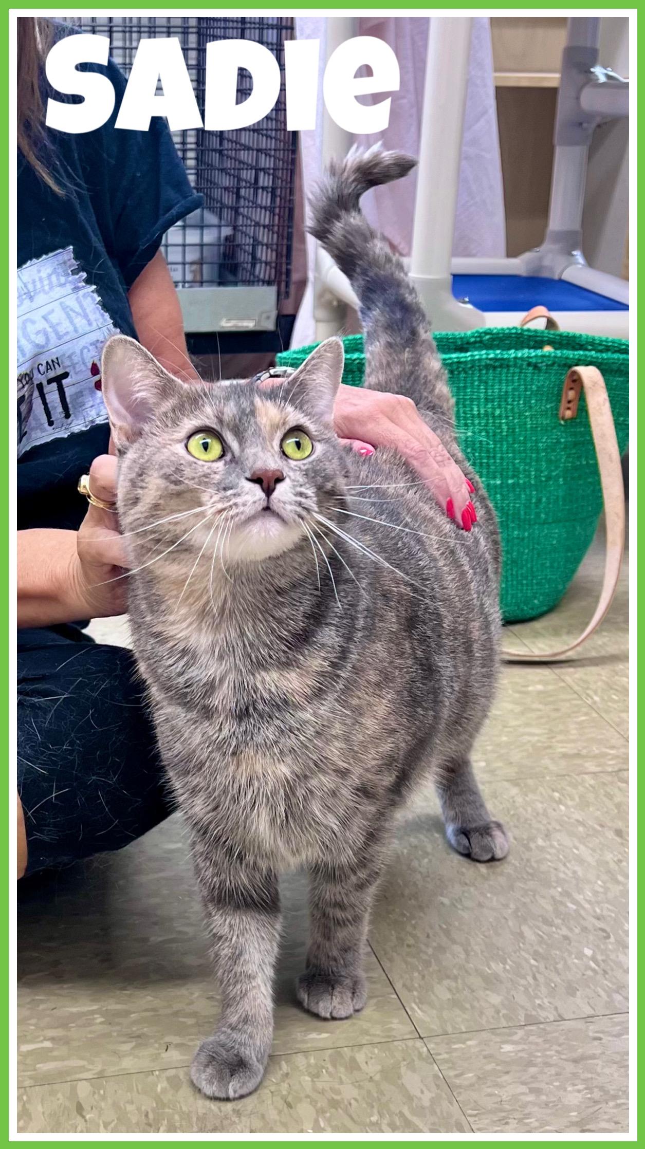 Sadie  Willow Grove thumbnail 2