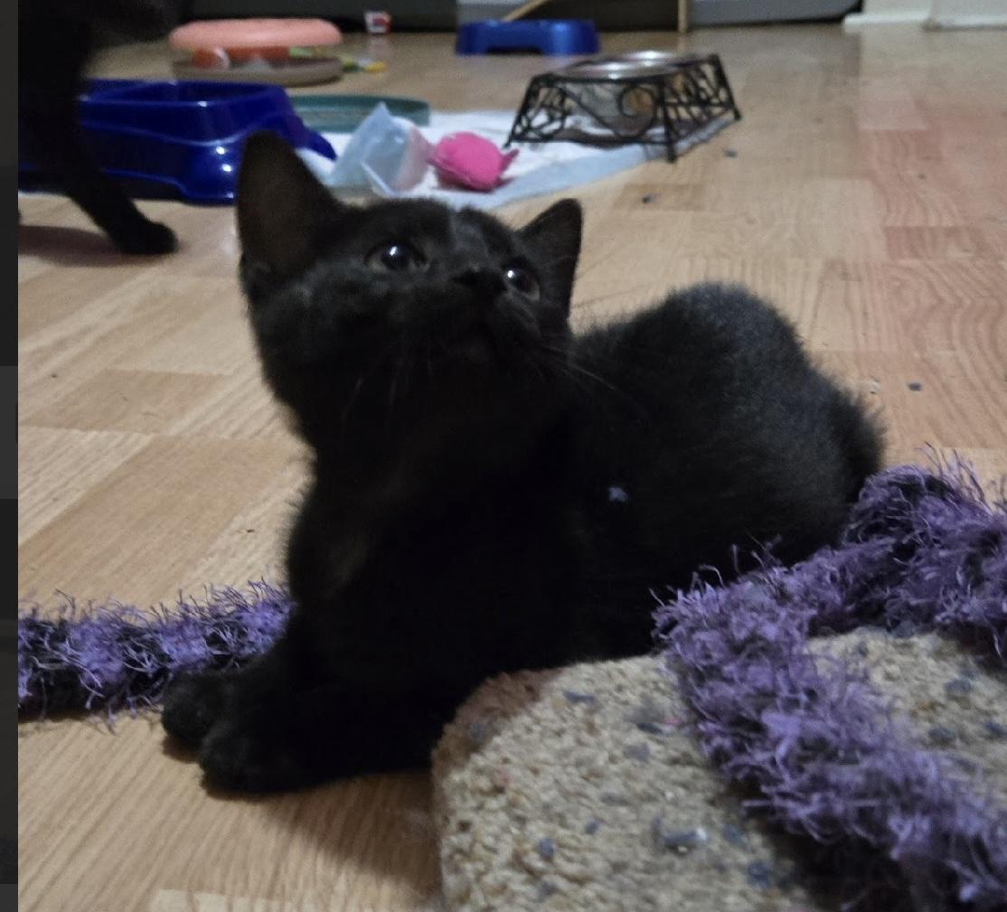 Ebony