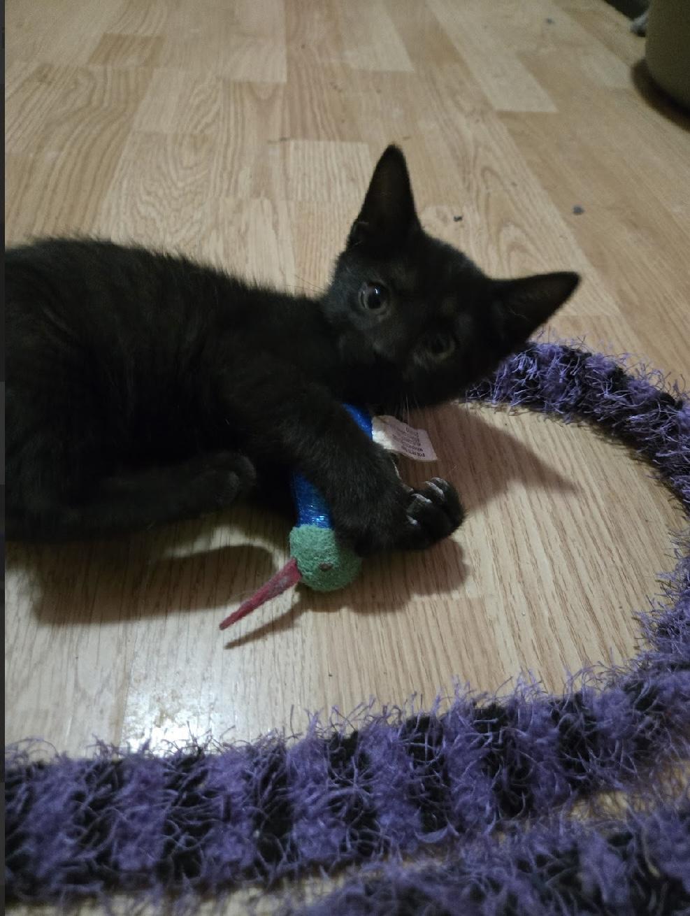 Ebony