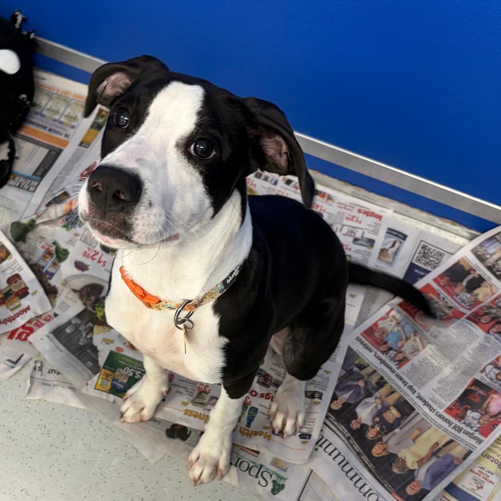 Enlarge Jubilee, a Adoptable Mixed Breed in Greensboro, GA image 1/6