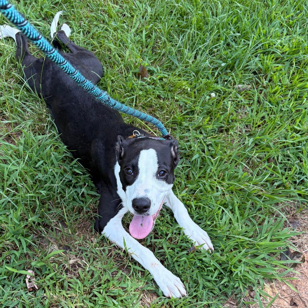 Enlarge Jubilee, a Adoptable Mixed Breed in Greensboro, GA image 2/6