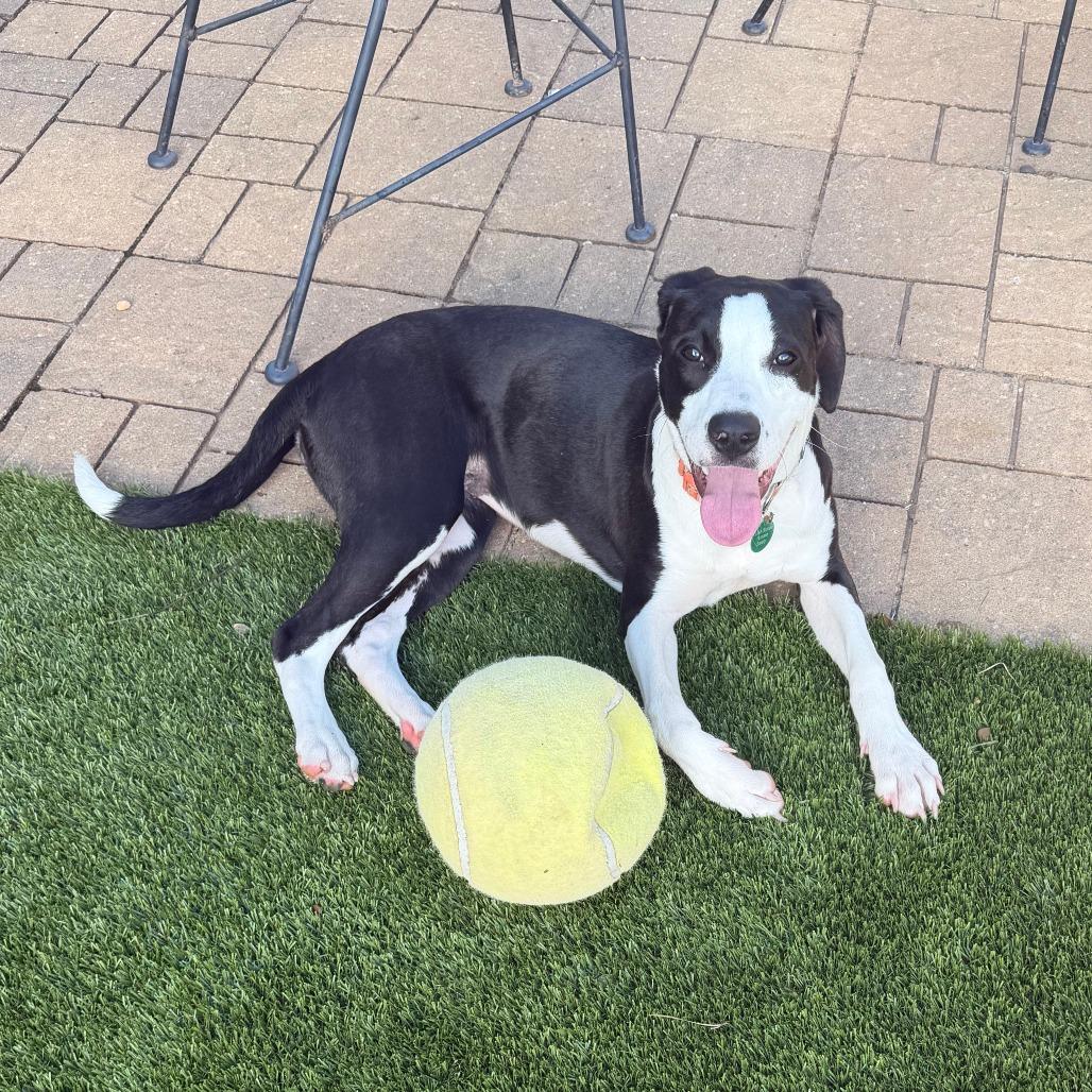 Enlarge Jubilee, a Adoptable Mixed Breed in Greensboro, GA image 3/6