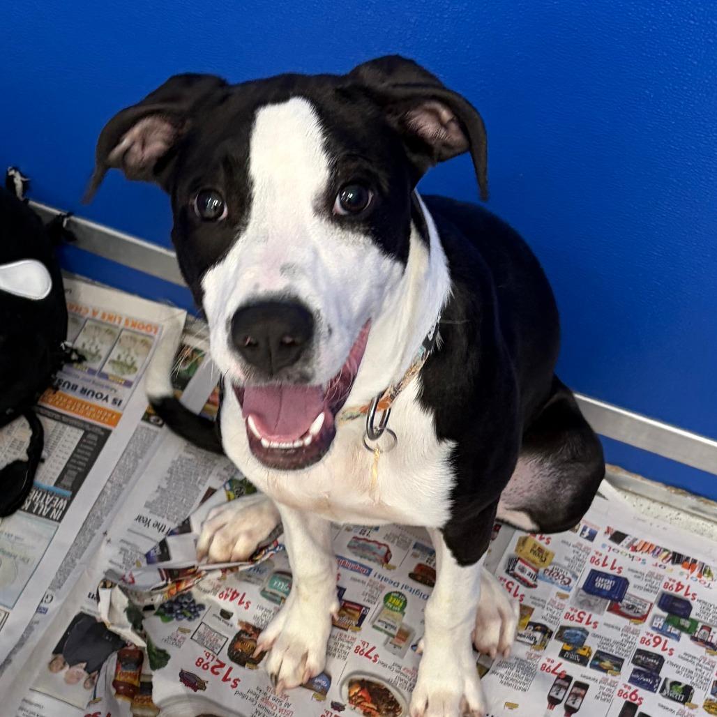 Enlarge Jubilee, a Adoptable Mixed Breed in Greensboro, GA image 4/6