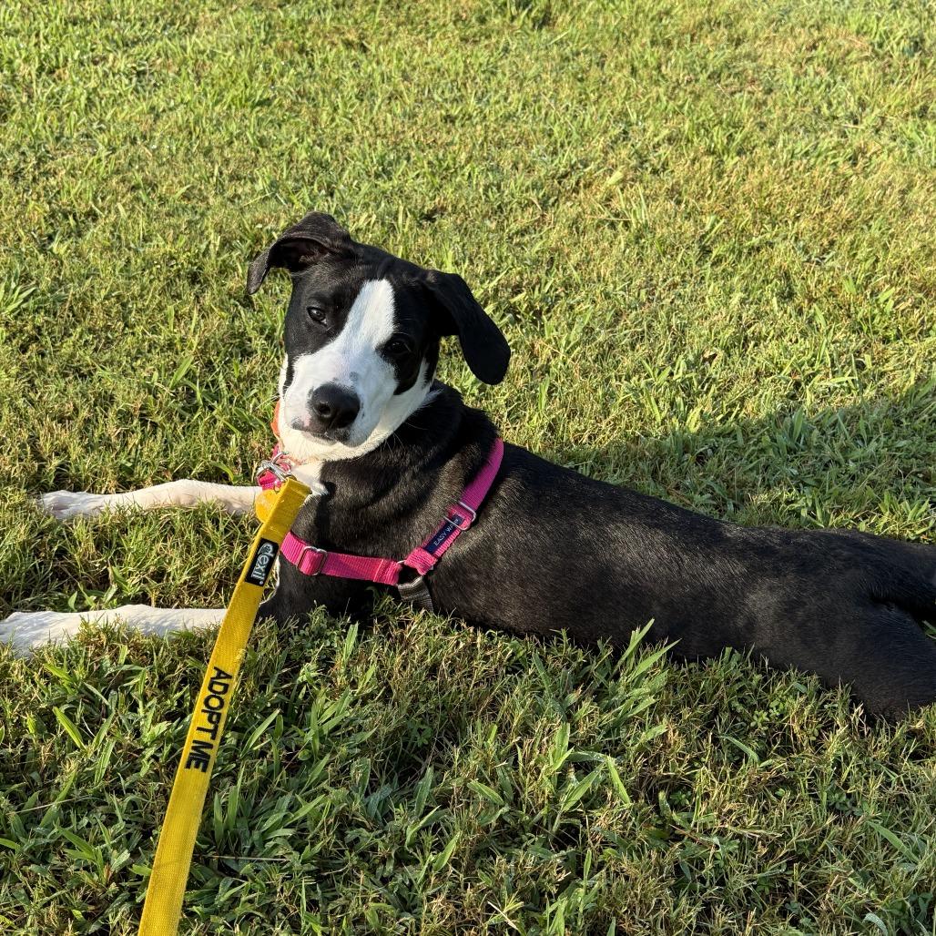 Enlarge Jubilee, a Adoptable Mixed Breed in Greensboro, GA image 5/6
