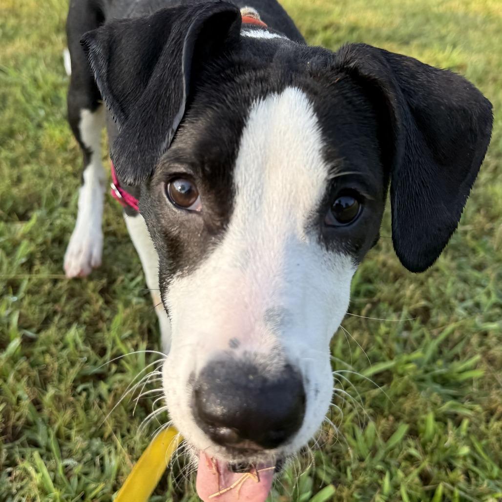 Enlarge Jubilee, a Adoptable Mixed Breed in Greensboro, GA image 6/6