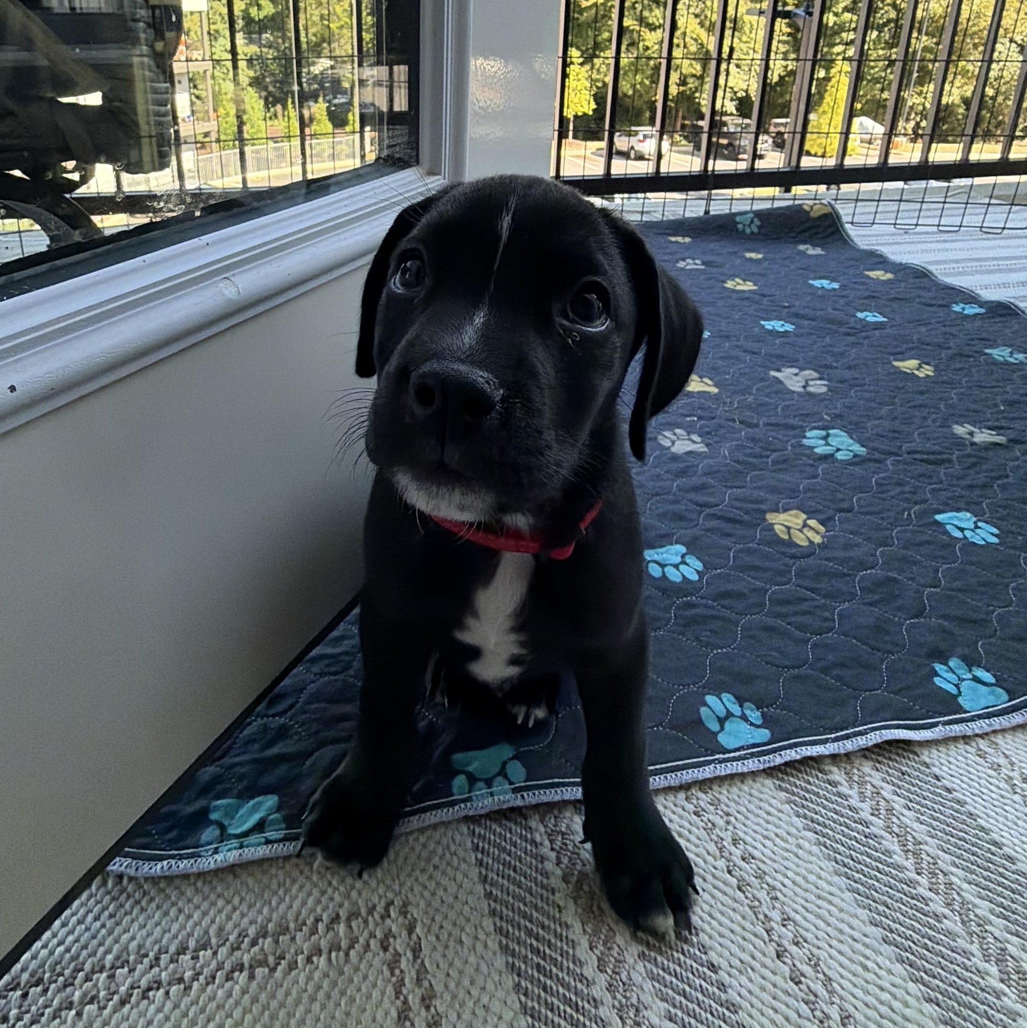 Java, Adopted, Puppy Male Black Labrador Retriever.